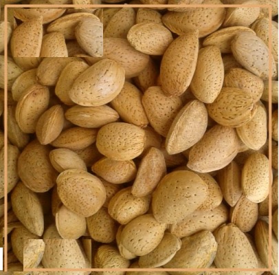 بادام سنگی مراغه